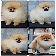 ขายลูกปอมเมอเรเนียนเพศเมีย อายุ 2เดือน โตมาสีประมาณนี้ สอนการเลี้ยงฟรี 083465536...