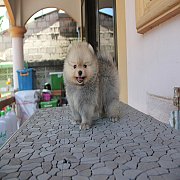 น้องปอม หน้าหมี เพศผู้ หน้าหมี 45 วัน