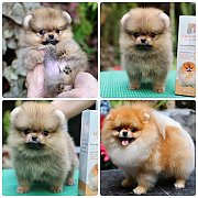 ขายลูกปอมเมอเรเนียนเพศเมีย อายุ 2เดือน โตมาสีประมาณนี้ สอนการเลี้ยงฟรี 083465536...