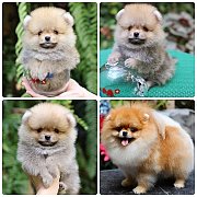 ขายลูกปอมเมอเรเนียน เพศผู้ อายุ 2 เดือน โตมาสีประมาณนี้ สอนการเลี้ยงฟรี 08346553...