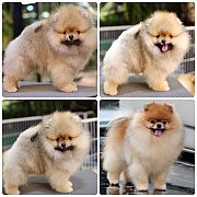 ขายลูกปอมเมอเรเนียน เพศผู้ อายุ 2 เดือน โตมาสีประมาณนี้ สอนการเลี้ยงฟรี 08346553...