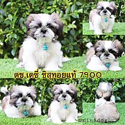 ชิสุแท้ เกรดสวย 