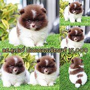 ปอมเมอเรเนียนแท้