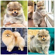 ขายลูกปอมเมอเรเนียน เพศเมีย อายุ 2 เดือน โตมาสีประมาณนี้ สอนการเลี้ยงฟรี 0834655...