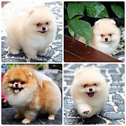 ขายลูกปอมเมอเรเนียน เพศผู้ อายุ 2 เดือน โตมาสีประมาณนี้ สอนการเลี้ยงฟรี 08346553...