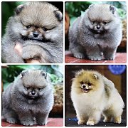 ขายลูกปอมเมอเรเนียน เพศผู้ อายุ 2 เดือน โตมาสีประมาณนี้ สอนการเลี้ยงฟรี 08346553...