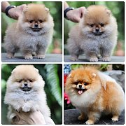 ขายลูกปอมเมอเรเนียน เพศผู้ อายุ 2 เดือน โตมาสีประมาณนี้ สอนการเลี้ยงฟรี 08346553...