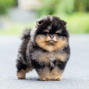 ขายลูกปอมเมอเรเนียน น่ารัก เพศผู้ อายุ 2 เดือน พร้อมย้ายบ้าน สอนการเลี้ยงฟรี สอบ...