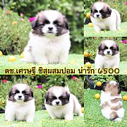 ชิสุผสมปอม 