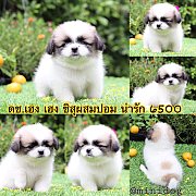 ชิสุผสมปอม 