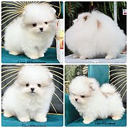 ขายลูกปอมเมอเรเนียน เพศเมีย อายุ 2 เดือน โตมาสีประมาณนี้ สอนการเลี้ยงฟรี 0834655...