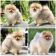 ขายลูกปอมเมอเรเนียน เพศผู้ อายุ 2 เดือน โตมาสีประมาณนี้ สอนการเลี้ยงฟรี 08346553...