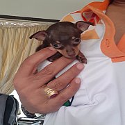  มินิเจอร์ ทีคัพชุปเปอร์จิ๋ว แข็งแรงน่ารัก