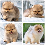 ขายลูกปอมเมอเรเนียน เพศผู้ อายุ 2 เดือน โตมาสีประมาณนี้ สอนการเลี้ยงฟรี 08346553...