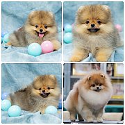 ขายลูกปอมเมอเรเนียน เพศเมีย อายุ 2 เดือน โตมาสีประมาณนี้ สอนการเลี้ยงฟรี 0834655...