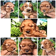 เปิดจองลูกสุนัข English cocker