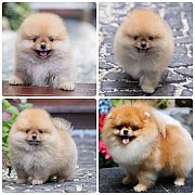 ขายลูกปอมเมอเรเนียน เพศผู้ อายุ 2 เดือน โตมาสีประมาณนี้ สอนการเลี้ยงฟรี 08346553...