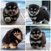 ขายลูกปอมเมอเรเนียน เพศผู้ อายุ 2 เดือน โตมาสีประมาณนี้ สอนการเลี้ยงฟรี 08346553...