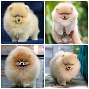 ขายลูกปอมเมอเรเนียน เพศผู้ อายุ 2 เดือน โตมาสีประมาณนี้ สอนการเลี้ยงฟรี 08346553...