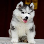 ไซบีเรียนเกรดดีพร้อมรับหลายคอก ฟาร์มที่ดีที่สุดในไทย