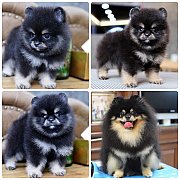 ขายลูกปอมเมอเรเนียน เพศผู้ อายุ 2 เดือน โตมาสีประมาณนี้ สอนการเลี้ยงฟรี 08346553...