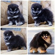 ขายลูกปอมเมอเรเนียน เพศเมีย อายุ 2 เดือน โตมาสีประมาณนี้ สอนการเลี้ยงฟรี 0834655...