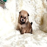 ปอมแท้ เพศเมีย จัดส่งขายแล้ว