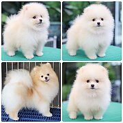 ขายลูกปอมเมอเรเนียน เพศผู้ อายุ 2 เดือน โตมาสีประมาณนี้ สอนการเลี้ยงฟรี 08346553...