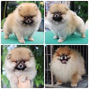 ขายลูกปอมเมอเรเนียน เพศเมีย อายุ 2 เดือน โตมาสีประมาณนี้ สอนการเลี้ยงฟรี 0834655...