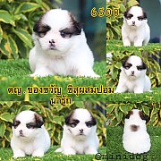 ชิสุผสมปอม 