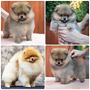 ขายลูกปอมเมอเรเนียน เพศผู้ อายุ 2 เดือน โตมาสีประมาณนี้ สอนการเลี้ยงฟรี 08346553...