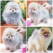 ขายลูกปอมเมอเรเนียน เพศผู้ อายุ 2 เดือน โตมาสีประมาณนี้ สอนการเลี้ยงฟรี 08346553...