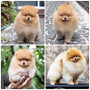 ขายลูกปอมเมอเรเนียน เพศผู้ อายุ 2 เดือน โตมาสีประมาณนี้ สอนการเลี้ยงฟรี 08346553...