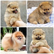 ขายลูกปอมเมอเรเนียน เพศเมีย อายุ 2 เดือน โตมาสีประมาณนี้ สอนการเลี้ยงฟรี 0834655...