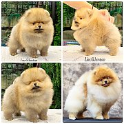 ขายลูกปอมเมอเรเนียน เพศผู้ อายุ 2 เดือน โตมาสีประมาณนี้ สอนการเลี้ยงฟรี 08346553...