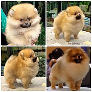 ขายลูกปอมเมอเรเนียน เพศผู้ อายุ 2 เดือน โตมาสีประมาณนี้ สอนการเลี้ยงฟรี 08346553...