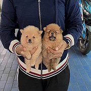 ลูกปอมสีสวยๆ ไซส์เล็ก เกรด A ชุดที่ 84 จาก kankarnclub มีจัดส่งทั่วประเทศ