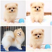 ขายลูกปอมเมอเรเนียน เพศผู้ อายุ 2 เดือน โตมาสีประมาณนี้ สอนการเลี้ยงฟรี 08346553...