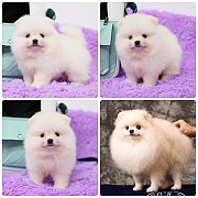 ขายลูกปอมเมอเรเนียน เพศผู้ อายุ 2 เดือน โตมาสีประมาณนี้ สอนการเลี้ยงฟรี 08346553...