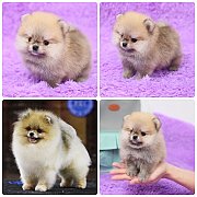 ขายลูกปอมเมอเรเนียน เพศผู้ อายุ 2 เดือน โตมาสีประมาณนี้ สอนการเลี้ยงฟรี 08346553...