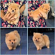 Update ลูกปอมหน้าหมีสีสวย ไซส์เล็ก เกรด A ชุดที่ 84 จาก kankarnclub มีจัดส่งทั่ว...