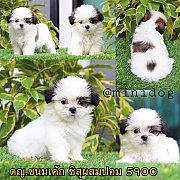 ชิสุผสมปอม