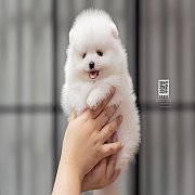 FYPOM KENNEL ขายน้องปอมสีขาว เพศเมีย ขนแน่น สุขภาพดี ซนน่ารัก