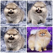 ขายลูกปอมเมอเรเนียน น่ารัก เพศผู้ อายุ 2 เดือน พร้อมย้ายบ้าน สอนการเลี้ยงฟรี สอบ...