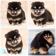 ขายลูกปอมเมอเรเนียน เพศผู้ อายุ 2 เดือน โตมาสีประมาณนี้ สอนการเลี้ยงฟรี 08346553...