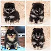 ขายลูกปอมเมอเรเนียน เพศผู้ อายุ 2 เดือน โตมาสีประมาณนี้ สอนการเลี้ยงฟรี 08346553...