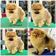 ขายลูกปอมเมอเรเนียน เพศผู้ อายุ 2 เดือน โตมาสีประมาณนี้ สอนการเลี้ยงฟรี 08346553...