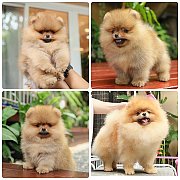 ขายลูกปอมเมอเรเนียน เพศผู้ อายุ 2 เดือน โตมาสีประมาณนี้ สอนการเลี้ยงฟรี 08346553...