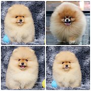 ขายลูกปอมเมอเรเนียน เพศเมีย อายุ 2 เดือน โตมาสีประมาณนี้ สอนการเลี้ยงฟรี 0834655...