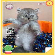 ***ได้บ้านแล้ว***ลูกแมวเปอร์เซีย